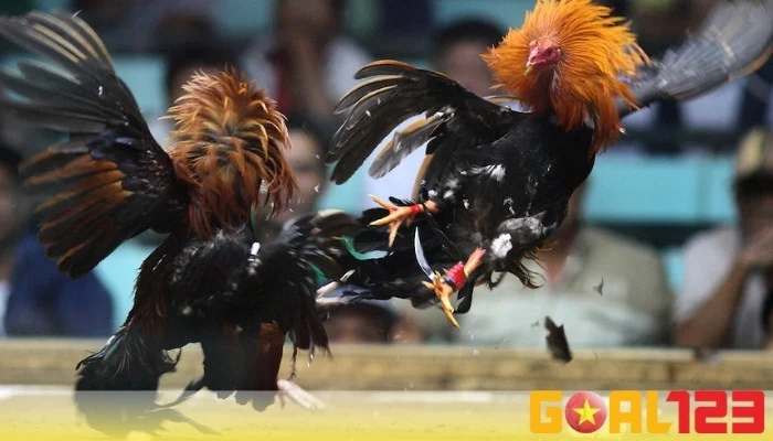 Coi đá gà cựa