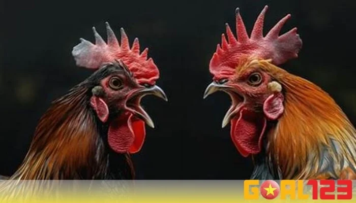 Luật đá gà ăn tiền